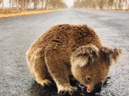 Австралийских подростков превращают в подопытных кроликов. Весь мир следит за экспериментом
