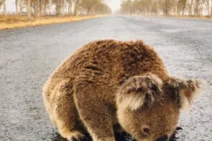 Австралийских подростков превращают в подопытных кроликов. Весь мир следит за экспериментом