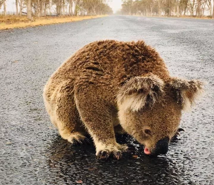 Австралийских подростков превращают в подопытных кроликов. Весь мир следит за экспериментом
