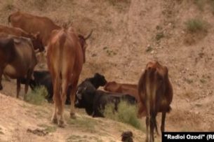 Угнали скот у брата спецслужб Таджикистана. Следы ведут в Афганистан