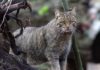 Швейцария выбрала животное года – им стал лесной кот. Почему?