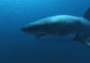 Ученые нашли акулу с человеческими зубами