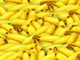 Новое открытие может помочь предотвратить исчезновение бананов