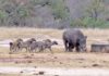 Гиены пытаются съесть носорога заживо (видео)