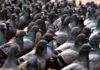 Жительница Алматы заподозрила самсычную в использовании мяса голубей. Санврач предупреждает, что голубятина опасна для здоровья