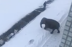 Слон так обрадовался снегу, что нырнул в сугроб и начал резвиться