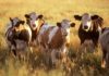 Фермеры Казахстана недовольны запретом на экспорт скота