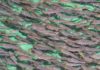 Комиссия изучает причины массовой гибели радужной форели в рыбных хозяйствах Токмока
