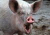 Польский фермер получил сердечный приступ и был съеден гигантскими свиньями