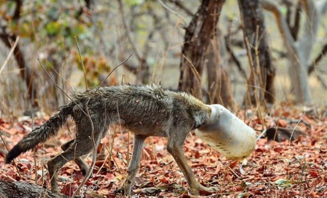 Худой волк с бутылкой на голове вышел из леса навстречу людям – K-News