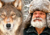 Лесник носил волку еду всю зиму: через 4 года хищник вернулся и показал свою семью