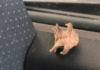 Водитель встретил загадочное мохноногое существо в своей машине: видео