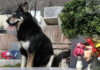 Ушел из жизни пёс, проживший 11 лет на могиле хозяина