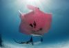 Гигантский розовый морской дьявол в Австралии: видео