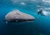 Дайверы спасли китовую акулу, запутавшуюся в канате: видео