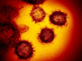 Когда у людей выработается иммунитет от коронавируса: названы примерные сроки