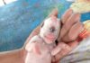 В Таиланде родился щенок-циклоп: видео