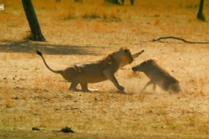 Видео: Тимон и Пумба — храбрый маленький кабан спас сурикатов от льва