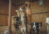 В якутском приюте нашли более сотни трупов собак и кошек с перерезанным горлом