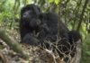 В Африке закрывают национальные парки, чтобы спасти горных горилл от коронавируса
