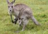 В Австралии полицейский спас тонувшего кенгуру