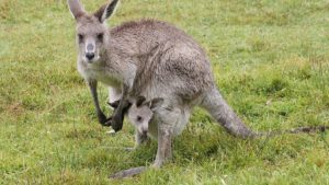 В Австралии полицейский спас тонувшего кенгуру