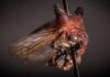 «Инопланетное» насекомое с причудливыми рогами назвали в честь Леди Гаги