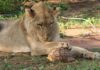 Окруженный крокодил отбивается от пятерых львиц: видео