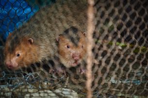 Бамбуковых крыс, популярных в Китае, считают возможными переносчиками коронавируса