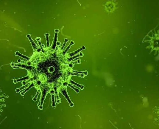 Вторая защита от COVID-19: как организм борется с коронавирусом, когда исчезают антитела
