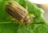 Ученые нашли жука, который способен избавить от аллергии на пыльцу миллионы людей
