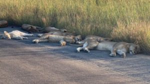Это произошло в национальном парке Крюгер в Южноафриканской республике, где львы решили вздремнуть на некогда оживленной дороге.