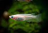 Пятидневное голодание превратило мальков японской рыбки в самцов