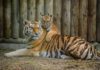 В зоопарках Нью-Йорка заразились коронавирусом семь хищников — четыре тигра и три льва