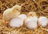 Из тысяч выброшенных на обочину яиц вылупились цыплята