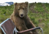 Медведь вышел из леса и сел рядом с рыбаком: мужчина незаметно достал телефон и стал снимать