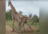 Два самца жирафов намеревались подраться, но тут случилось непредвиденное: видео