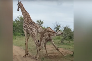 Жираф выкрал двухлетнего ребёнка из машины на глазах у матери