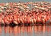 Тысячи фламинго наводнили Мумбаи, чайки в Риме охотятся на крыс: видео