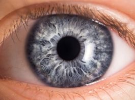 В Австралии состоится первая в мире трансплантация бионического глаза