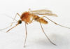 Разгадан секрет неприятного писка. Видео полета комаров в сверхскоростной съемке: