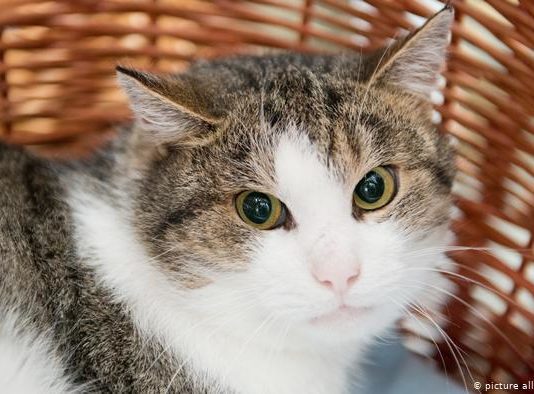 У кошек и собак стали чаще возникать проблемы с сердцем из-за истерик хозяев