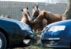 В российском регионе обеспокоены массовой скупкой лошадей представителями Кыргызстана