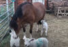 Пони усыновила осиротевших ягнят: видео
