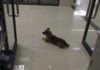 Хатико эпохи коронавируса: Пес ждет у больницы своего умершего от COVID- 19 хозяина