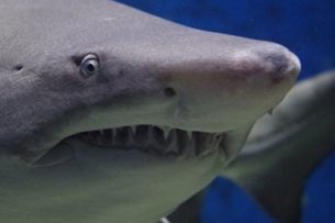 Пловец схватил акулу голыми руками и раскрыл ее пасть (Видео)