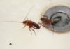 Тараканы: откуда они берутся в доме и куда уходят