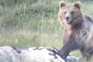 В Италии 12-летний мальчик спасся от дикого медведя. Зверь преследовал его по пятам