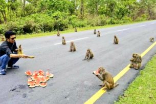 На Бали обезьяны стали совершать набеги на деревни