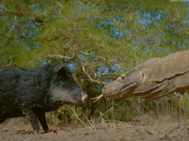 Два гигантских варана растерзали робота-свинью: видео